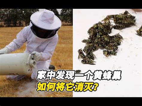 房子有蜂窩|蜂窩驚魂！最新處理法